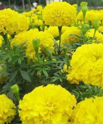 萬壽菊